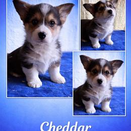 U-3.   Cheddar - Black and tan male Pembroke Welsh Corgi puppy in Sanford, Michigan from Tambali Pembroke Welsh Corgis
