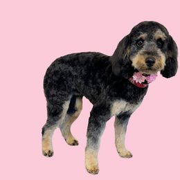 Ivy - Black and tan female Cavapoo puppy in Wesson, Mississippi from Southern Country Doodles