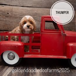 Thumper - Apricot male Goldendoodle puppy in Hyrum, Utah from Goldendoodledoo Farms