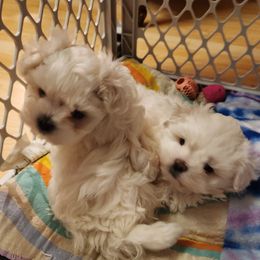 Boy 1 - White Maltese puppy in Zanesville, Ohio from Donna's Maltese