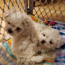 Boy 1 - White Maltese puppy in Zanesville, Ohio from Donna's Maltese