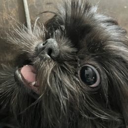 Destiny - Shih Tzu