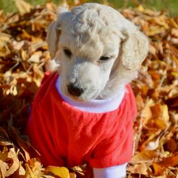 France's - White male Poodle puppy in Ephrata, Washington from NCR Ranch