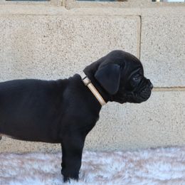 Gold male - Black male Cane Corso puppy in Caliente, California from Rafter Cross 7
