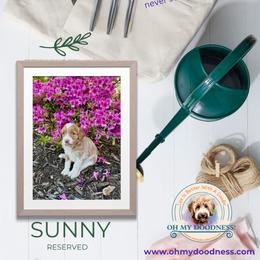 Goldendoodle Puppies from Jeremy Dafoe