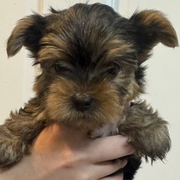 Zazu - Black and gold male Yorkshire Terrier puppy in Highland, Arkansas from Gilmore Yorkies