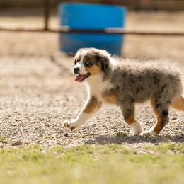 Aussiedoodle and Miniature American Shepherd Puppies from King Family Ranch
