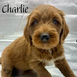 Charlie - Red  male Goldendoodle puppy in Travelers Rest, South Carolina from Bailey Mountain Doodles
