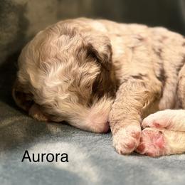 Aurora - Red merle female Aussiedoodle puppy in Mountain Home, Arkansas from White River Doodles