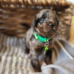 Aussiedoodle, Goldendoodle, and Miniature Australian Shepherd Puppies from JMR Aussies and Doodles