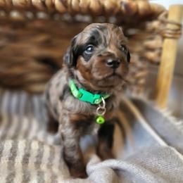 Aussiedoodle, Goldendoodle, and Miniature Australian Shepherd Puppies from JMR Aussies and Doodles