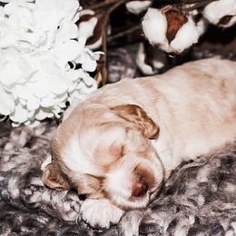 Australian Labradoodle Puppies from Harmony Labradoodles