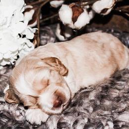 Australian Labradoodle Puppies from Harmony Labradoodles