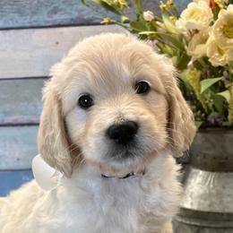 Frosty - Cream male Goldendoodle puppy in The Woodlands, Texas from Gracie's Goldendoodles and Bernedoodles