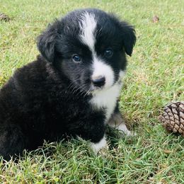 Boy 3 - Miniature Australian Shepherd puppy in Paris, Texas from Kuttin’ Up Mini Aussies