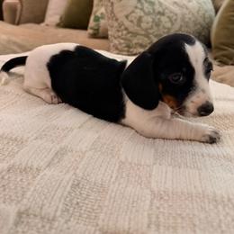 Liberty - Piebald female Dachshund puppy in Burlington, North Carolina from Dachshund Meadows