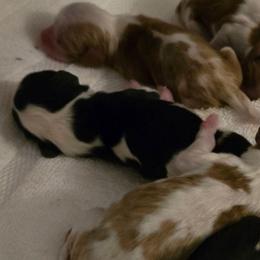 Tri Girl 1 - Tri-color female Cavalier King Charles Spaniel puppy in Meridian, Idaho from Reflection Cavaliers