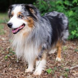 Cruise - Blue merle male Australian Shepherd puppy in Georgetown, Texas from River Reign Australian Shepherds