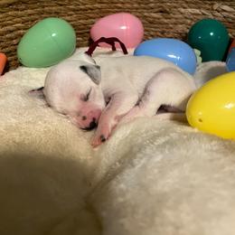 Girl 3 - White and black female Dalmatian puppy in Claremore, Oklahoma from Lotsofdots Dalmatians