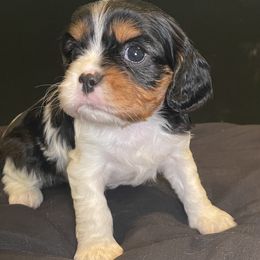 Cloud - Tri-color female Cavalier King Charles Spaniel puppy in Ridgeville, South Carolina from Misty Meadow Cavaliers