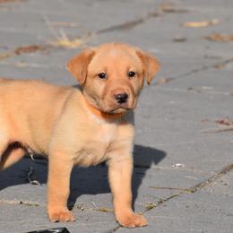 Orange collar - Yellow male Labrador Retriever puppy in Gober, Texas from Trigger Time Kennels