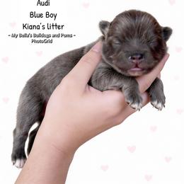Audi - Blue male Pomeranian puppy in Inola, Oklahoma from My Bella’s Pomeranians