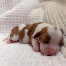 Windy - Blenheim female Cavalier King Charles Spaniel puppy in Katy, Texas from True Heart Cavaliers llc