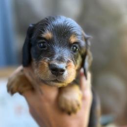 Black Collar Longhair - Black and tan male Dachshund puppy in Cottonwood, California from Circle C Farm