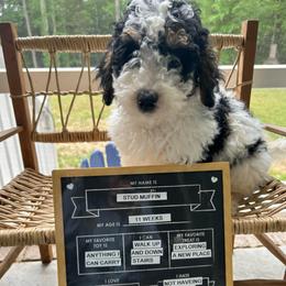 Stud Muffin - Tri-color male Bernedoodle puppy in Camden, North Carolina from Oopsie Doodles of NC