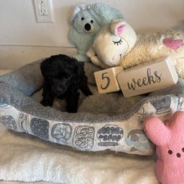 Candy - Black female Poodle puppy in Prescott Valley, Arizona from Caloosa Toy Poodles