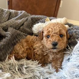 Poppy - Apricot female Goldendoodle puppy in Brooksville, Florida from Abby’s Standard Goldendoodles
