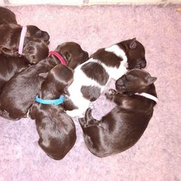 Havanese Puppies from Court Jester Havanese