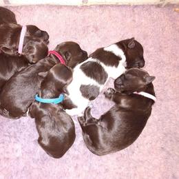 Havanese Puppies from Court Jester Havanese