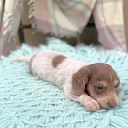 Sage - Fawn (Isabella) male Dachshund puppy in Decatur, Mississippi from KP Dachshunds