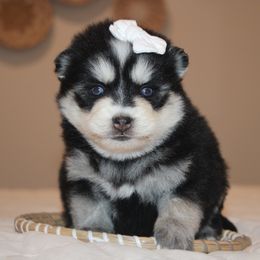 Tammy 1895 - Gray and white female Pomsky puppy in Apple Creek, Ohio from Kathryn Troyer