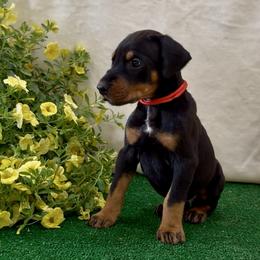 Red Collar - Black and rust female Doberman Pinscher puppy in Mansfield, Georgia from Marbendale’s Doberman