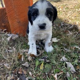 English Springer Spaniel Puppies from Cedar Ridge Kennels