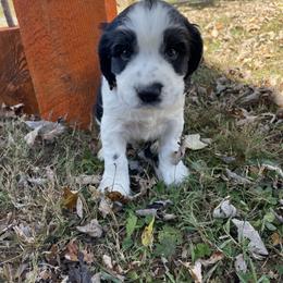 English Springer Spaniel Puppies from Cedar Ridge Kennels