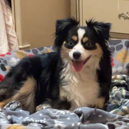Sadie - Toy Australian Shepherd