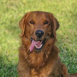 Shadow - Golden Retriever