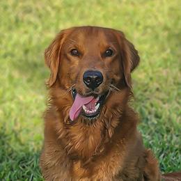 Shadow - Golden Retriever