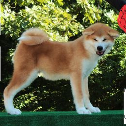 Boy 5 - Red male Japanese Akitainu puppy in Maryland from Capital Akita