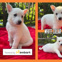 German Shepherd Puppies from Pocono GSD