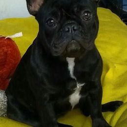 Bullmastiffs and French Bulldogs from DosMartinos, LLC