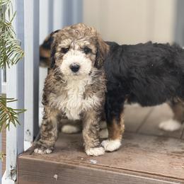 Bernedoodle and Bernese Mountain Dog Puppies from Mountain Top Bernedoodles