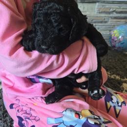 Isaac - Black male Poodle puppy in Gillette, Wyoming from Vom Prater Haus German Shepherds and Standard Poodles