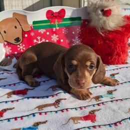 Puppy 2 - Chocolate and cream female Dachshund puppy in Riverside, California from Saddle Up Dachshunds
