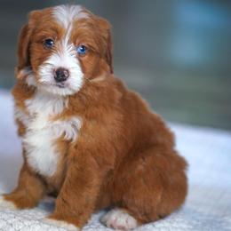 Bogey - Red male Bernedoodle puppy in Dundee, Ohio from Down Home Doodle
