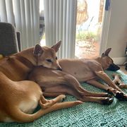 Vietnamese Phu Quoc Ridgeback All Grown Up from Blue Velocity Ridgebacks