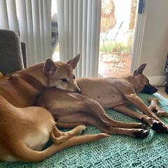 Vietnamese Phu Quoc Ridgeback All Grown Up from Blue Velocity Ridgebacks